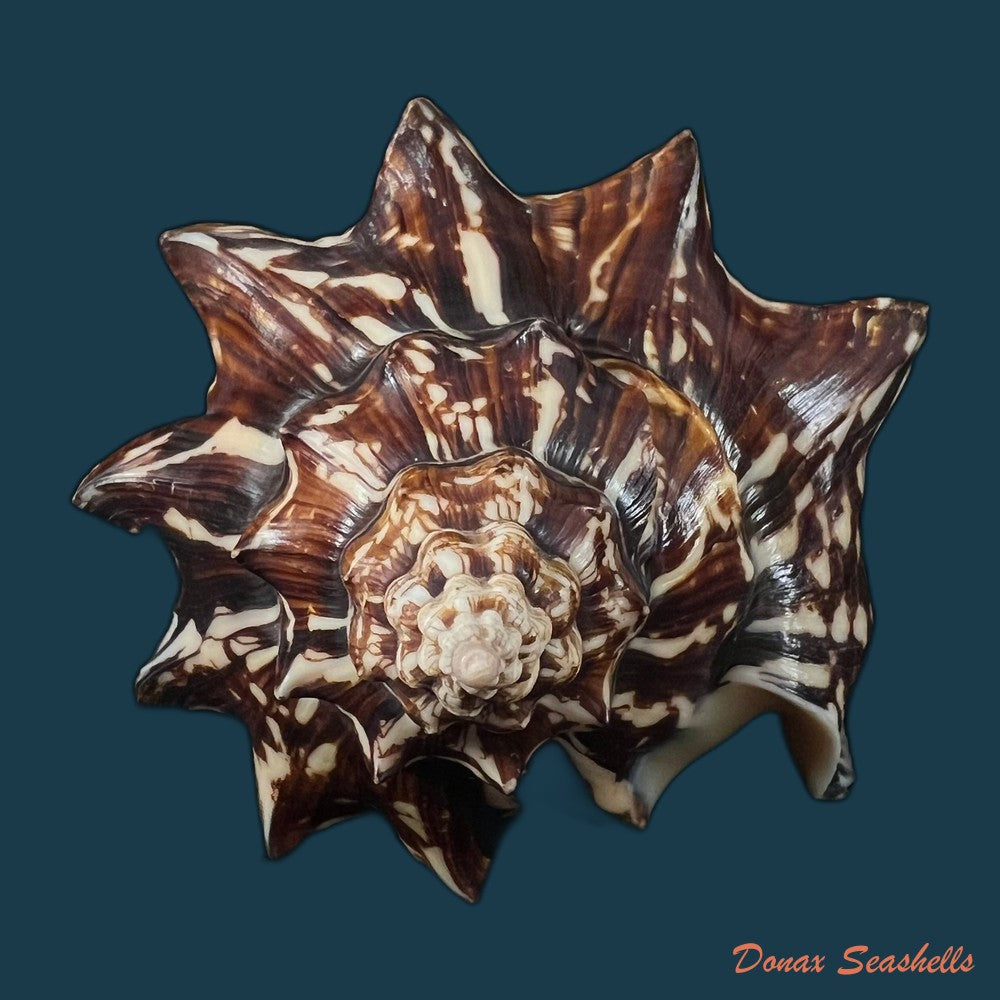 voluta-ebraea-linnaeus-1758-202-8mm-copia