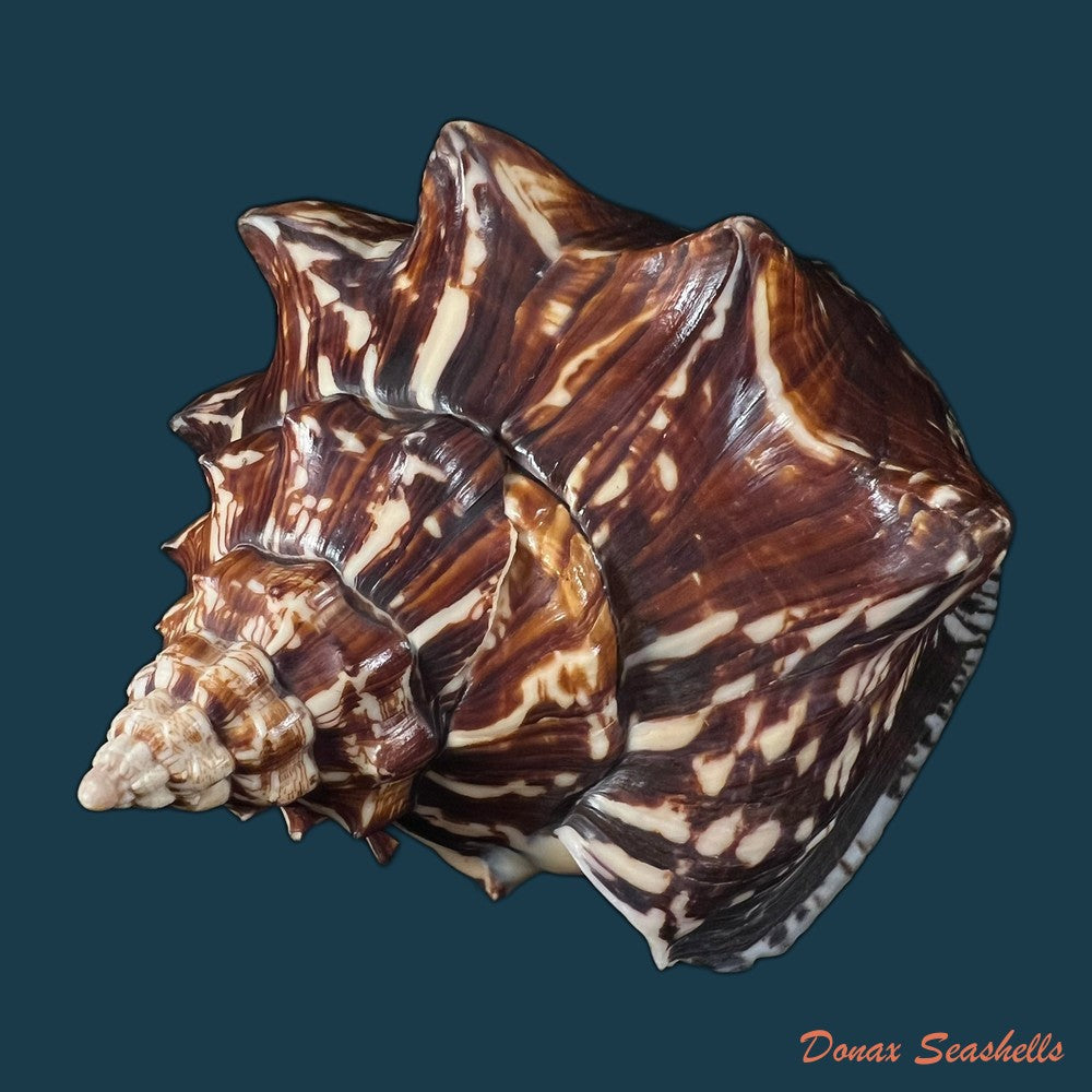 voluta-ebraea-linnaeus-1758-202-8mm-copia