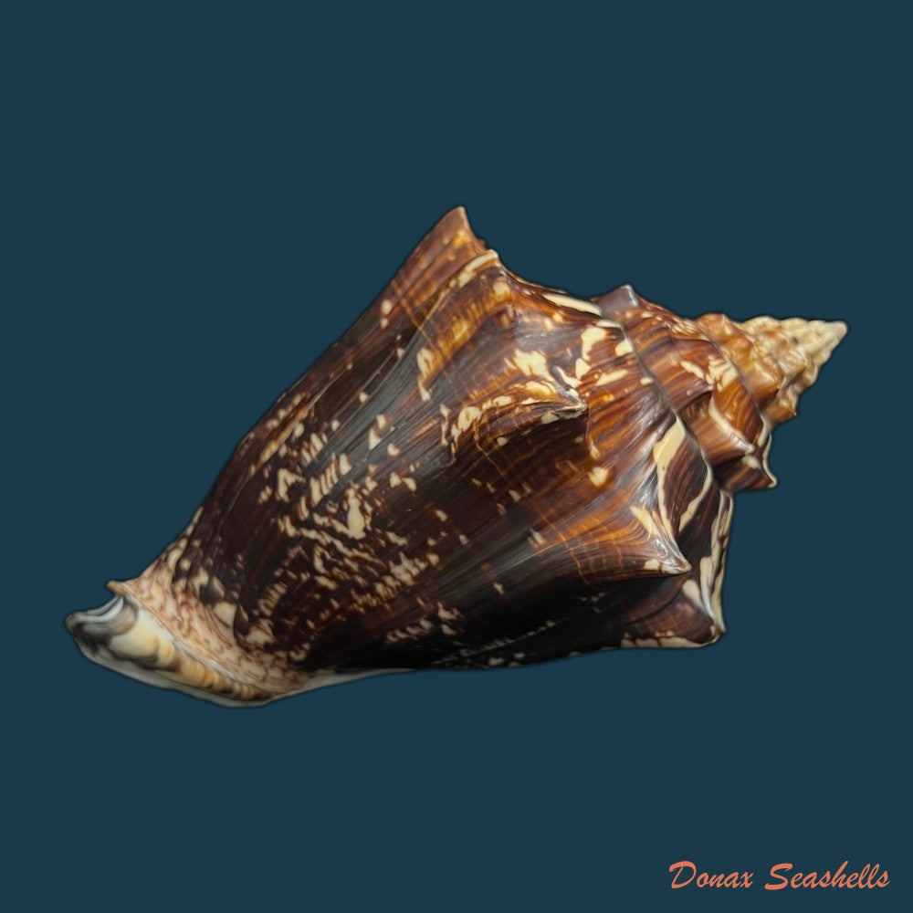 voluta-ebraea-linnaeus-1758-202-8mm-copia