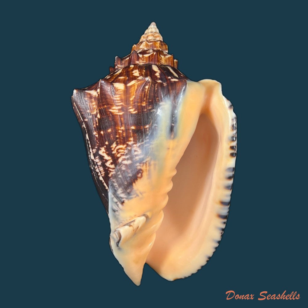 voluta-ebraea-linnaeus-1758-202-8mm-copia