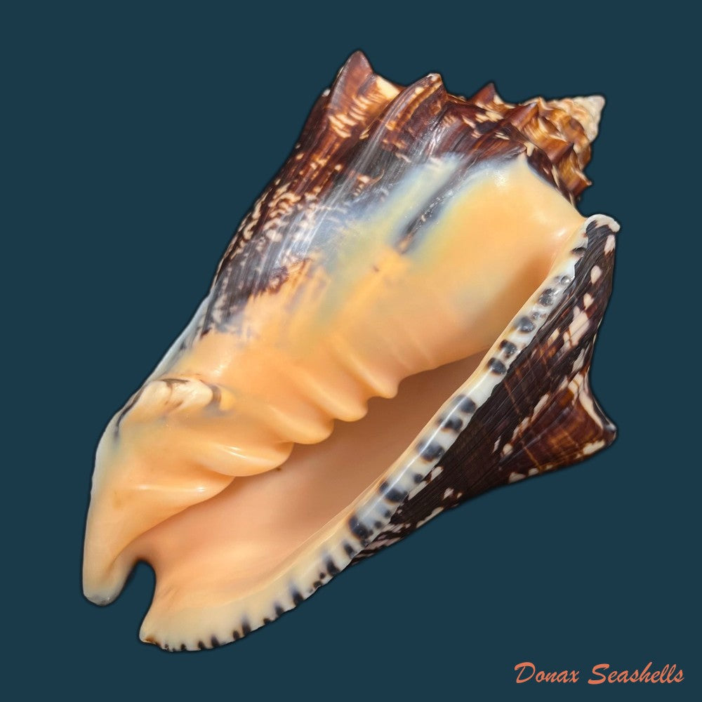voluta-ebraea-linnaeus-1758-202-8mm-copia