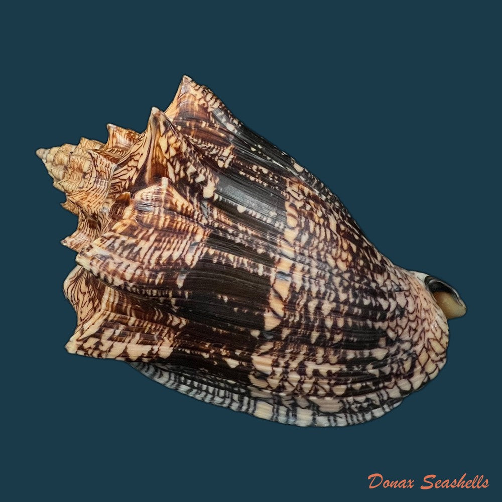 voluta-ebraea-linnaeus-1758-214mm-copia