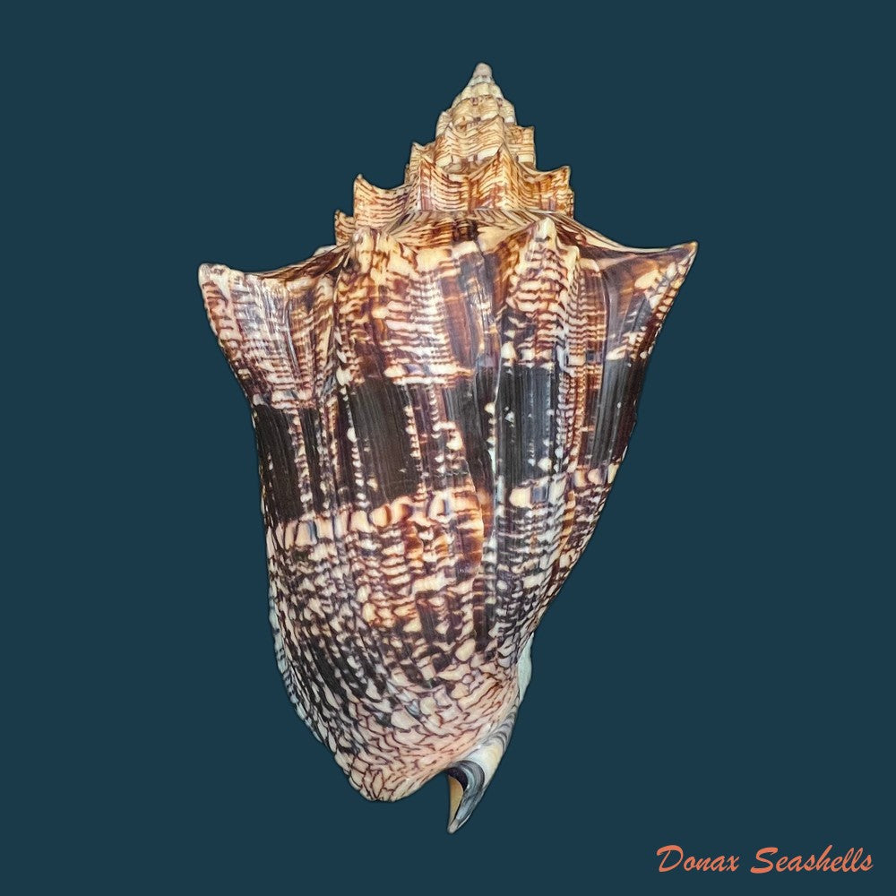 voluta-ebraea-linnaeus-1758-214mm-copia