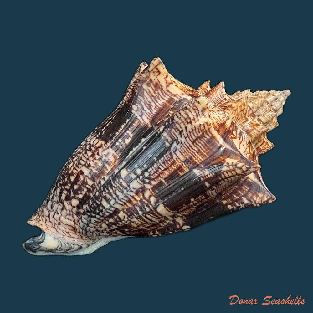 voluta-ebraea-linnaeus-1758-214mm-copia