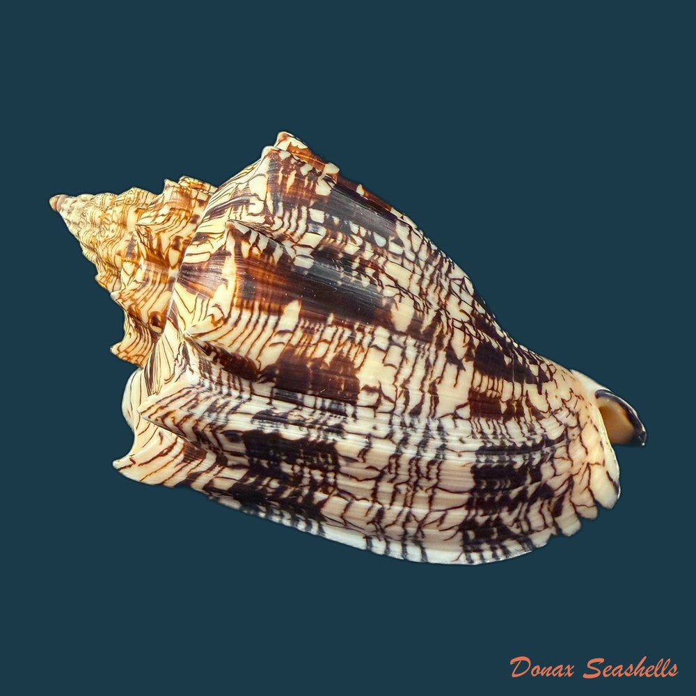voluta-ebraea-linnaeus-1758-222mm-copia