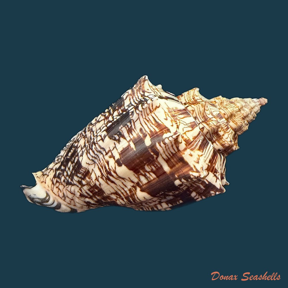 voluta-ebraea-linnaeus-1758-222mm-copia