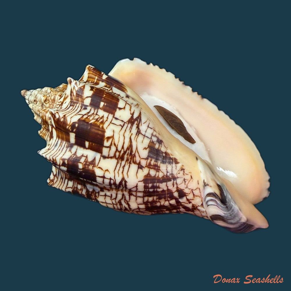 voluta-ebraea-linnaeus-1758-222mm-copia