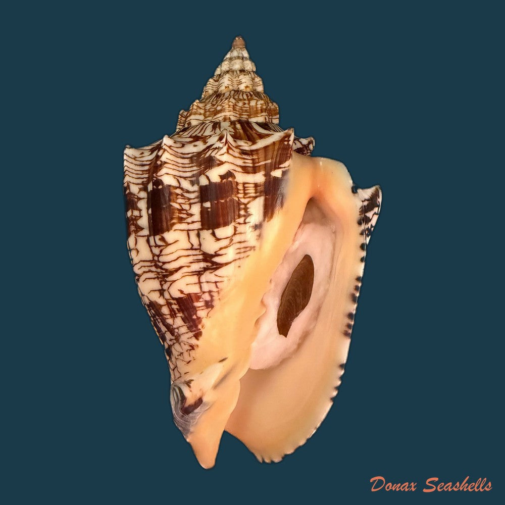 voluta-ebraea-linnaeus-1758-222mm-copia