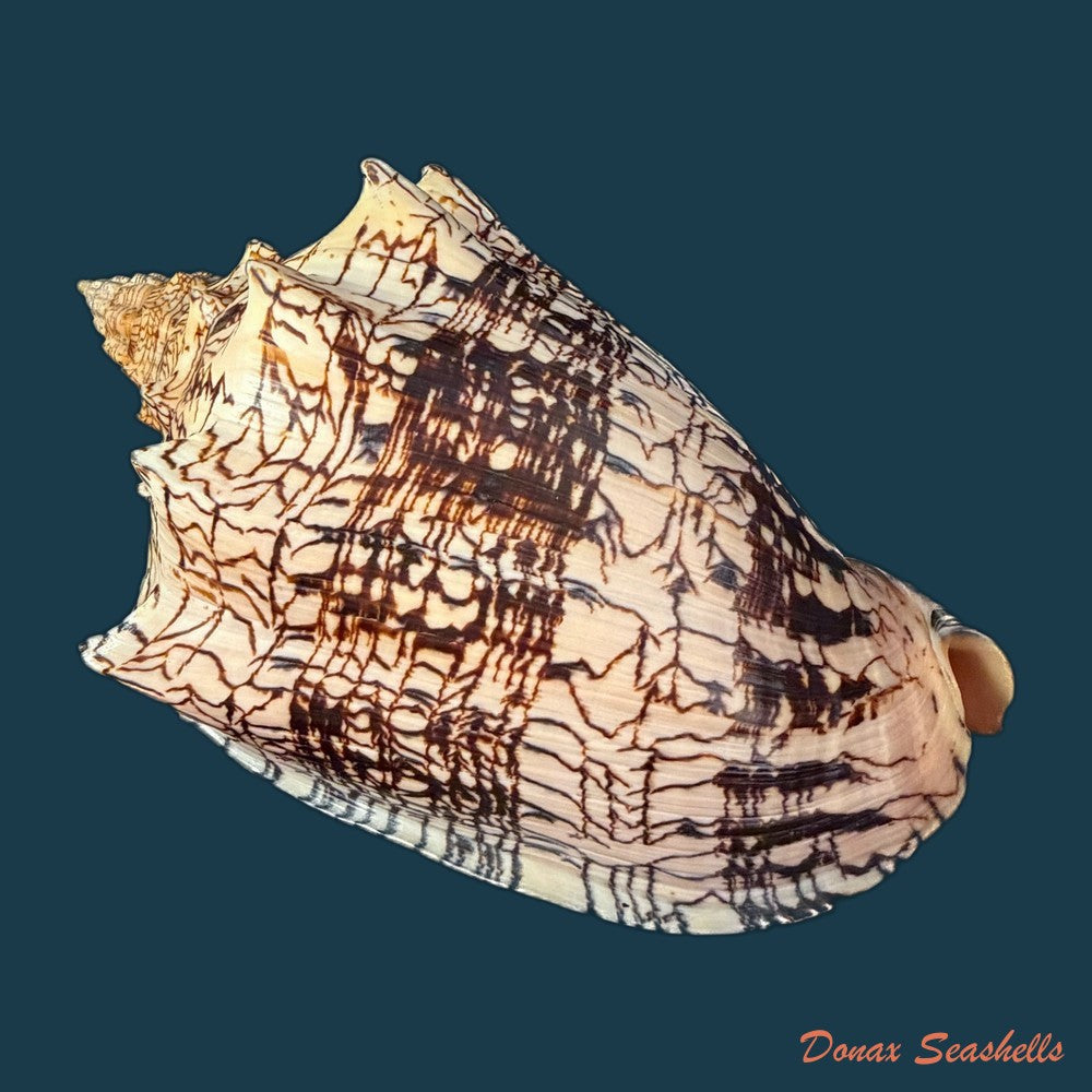 voluta-ebraea-linnaeus-1758-227-4mm-copia
