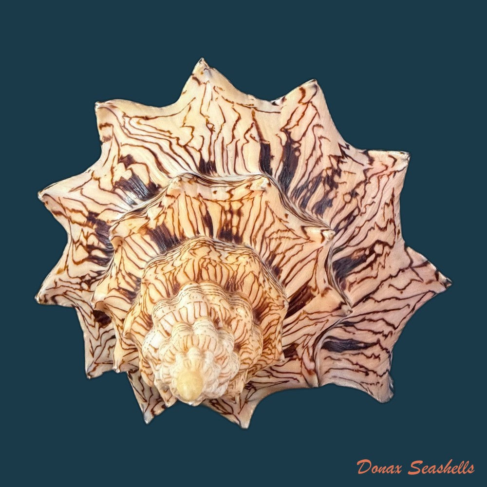 voluta-ebraea-linnaeus-1758-227-4mm-copia