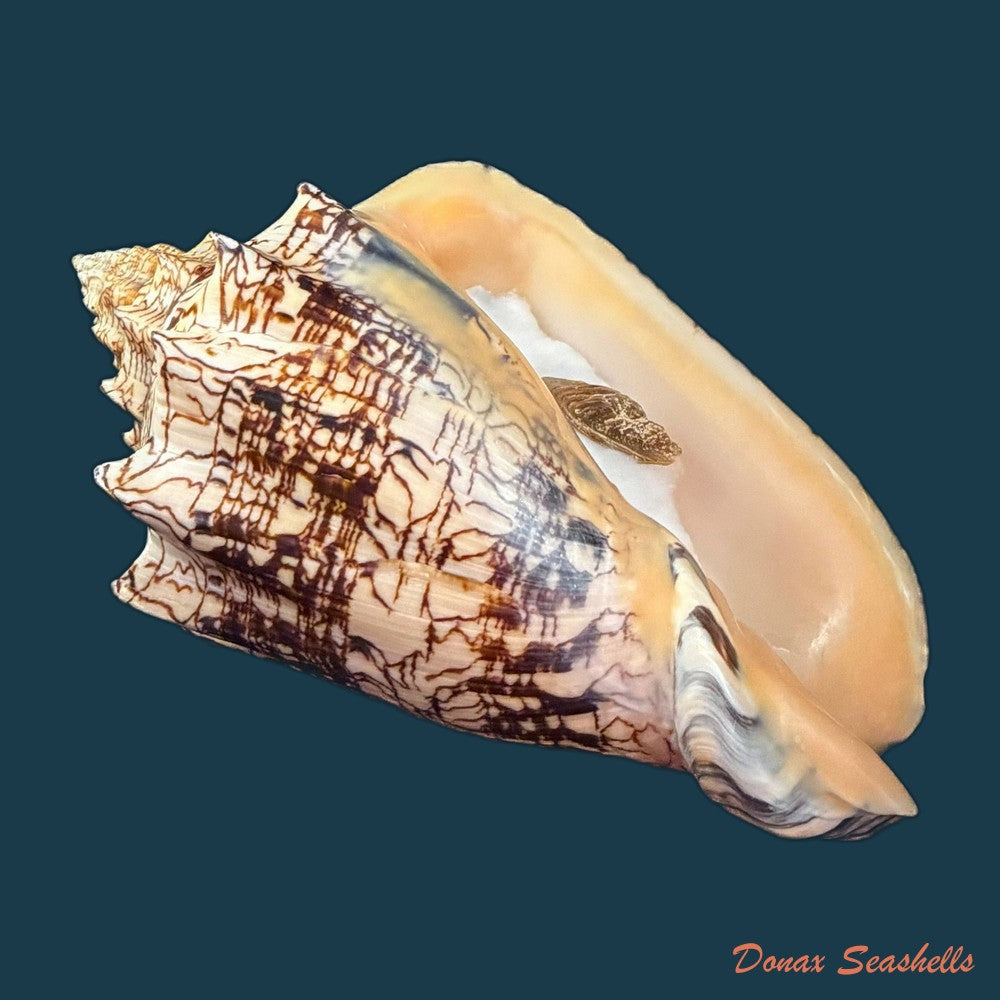 voluta-ebraea-linnaeus-1758-227-4mm-copia