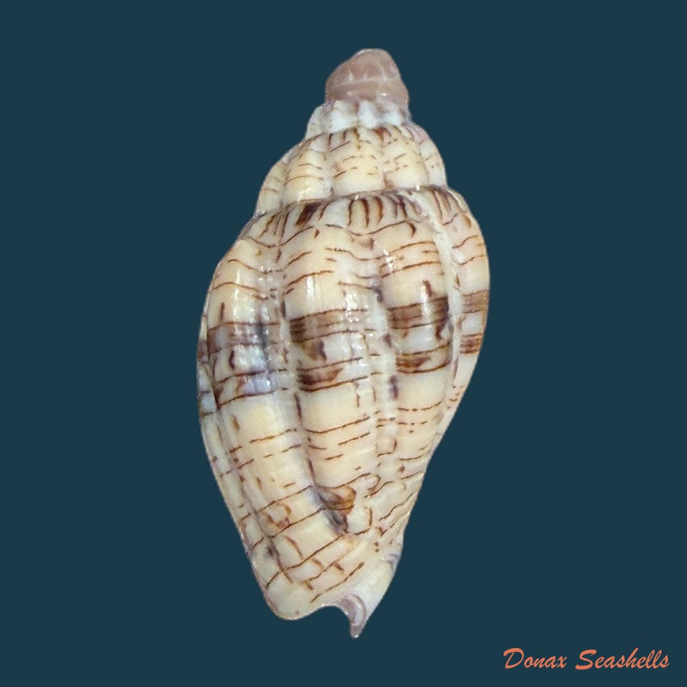 voluta-ebraea-linnaeus-1758-25mm-copia