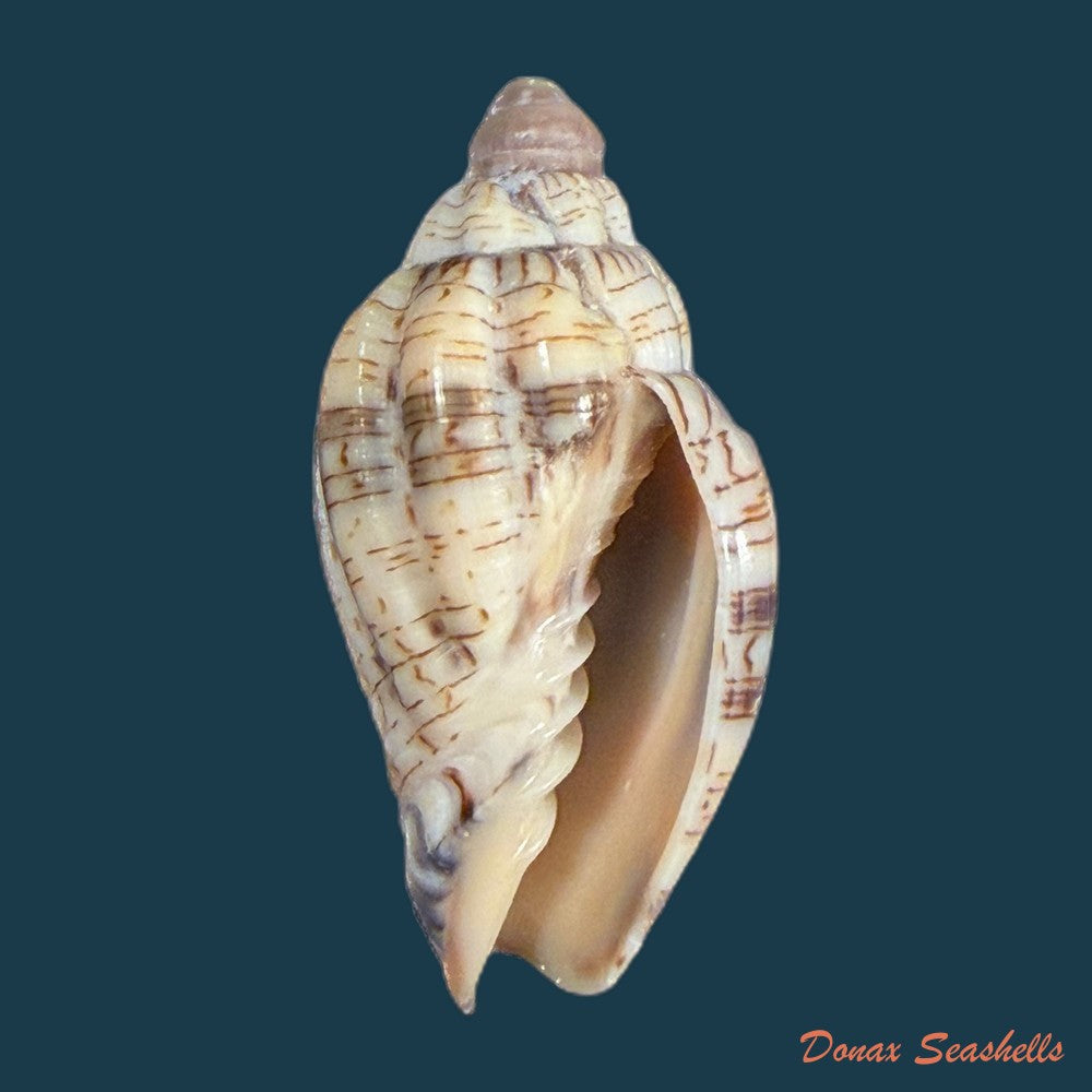 voluta-ebraea-linnaeus-1758-25mm-copia