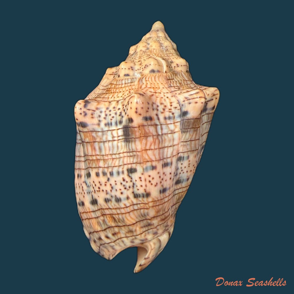 voluta-musica-damula-dall-1907-77-2mm-copia