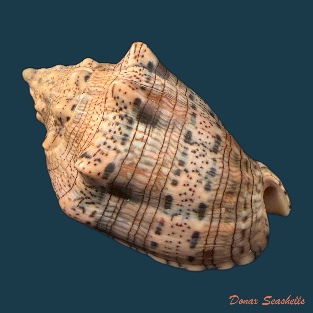 voluta-musica-damula-dall-1907-77-2mm-copia