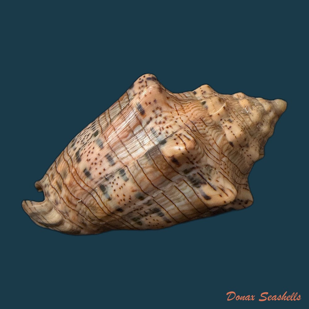 voluta-musica-damula-dall-1907-77-2mm-copia