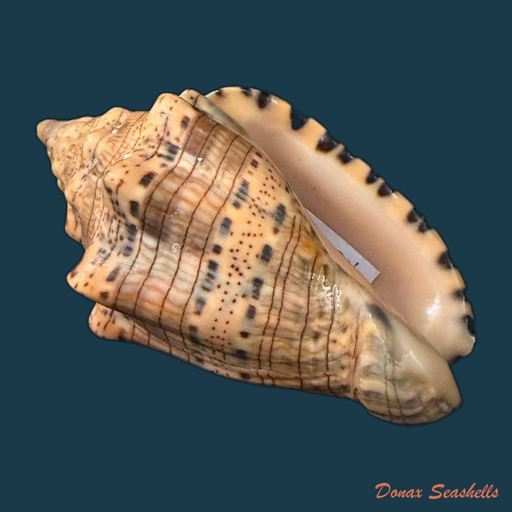 voluta-musica-damula-dall-1907-77-2mm-copia