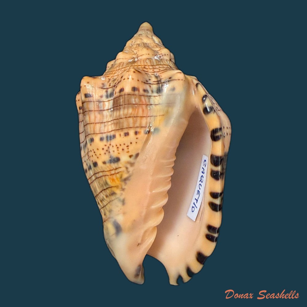 voluta-musica-damula-dall-1907-77-2mm-copia