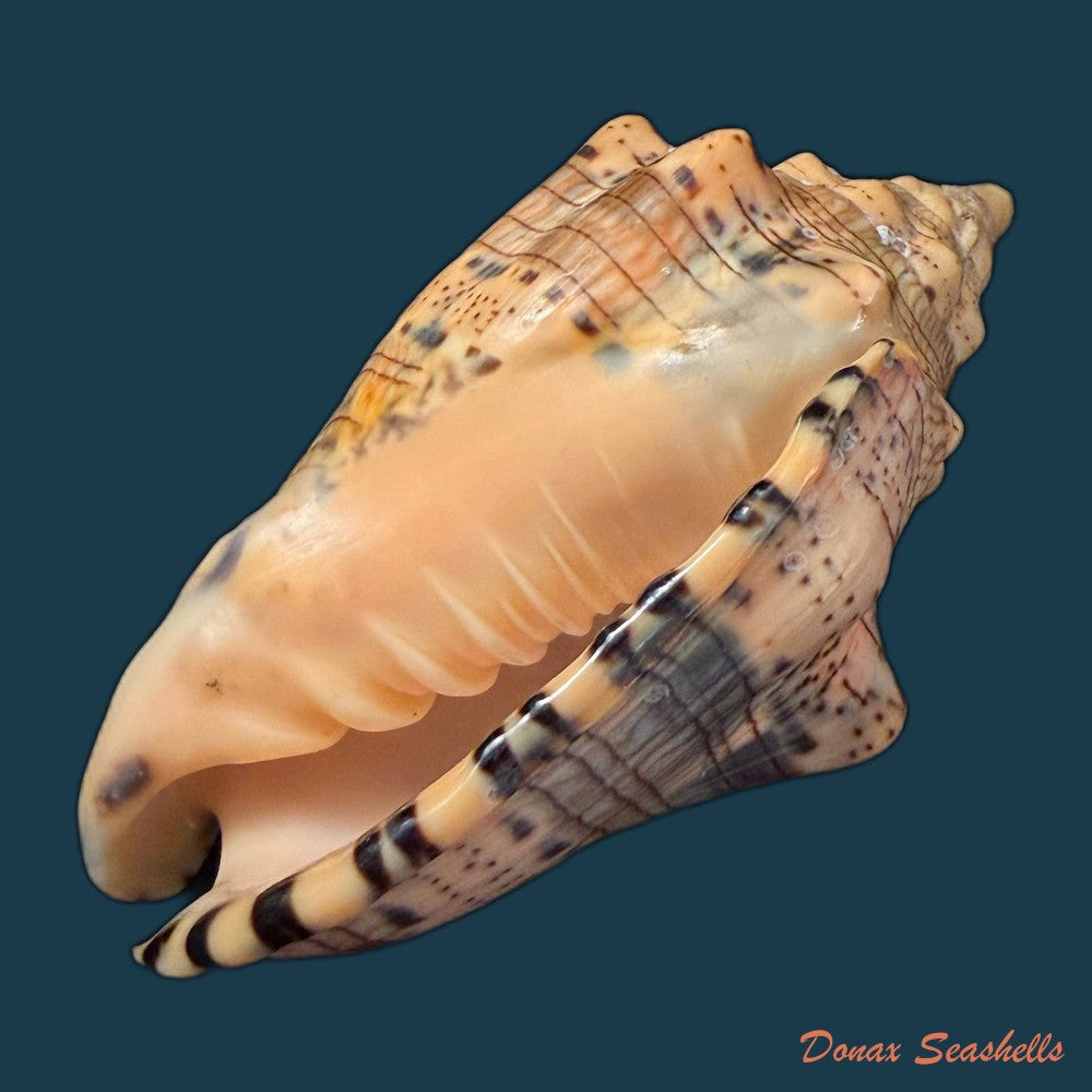 voluta-musica-damula-dall-1907-77-2mm-copia