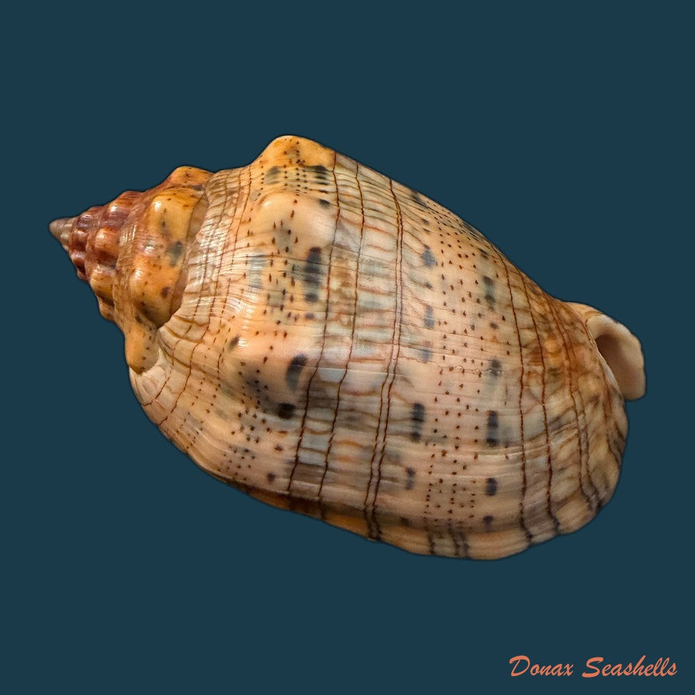 voluta-musica-laevigata-lamarck-1811-82-3mm-copia-1