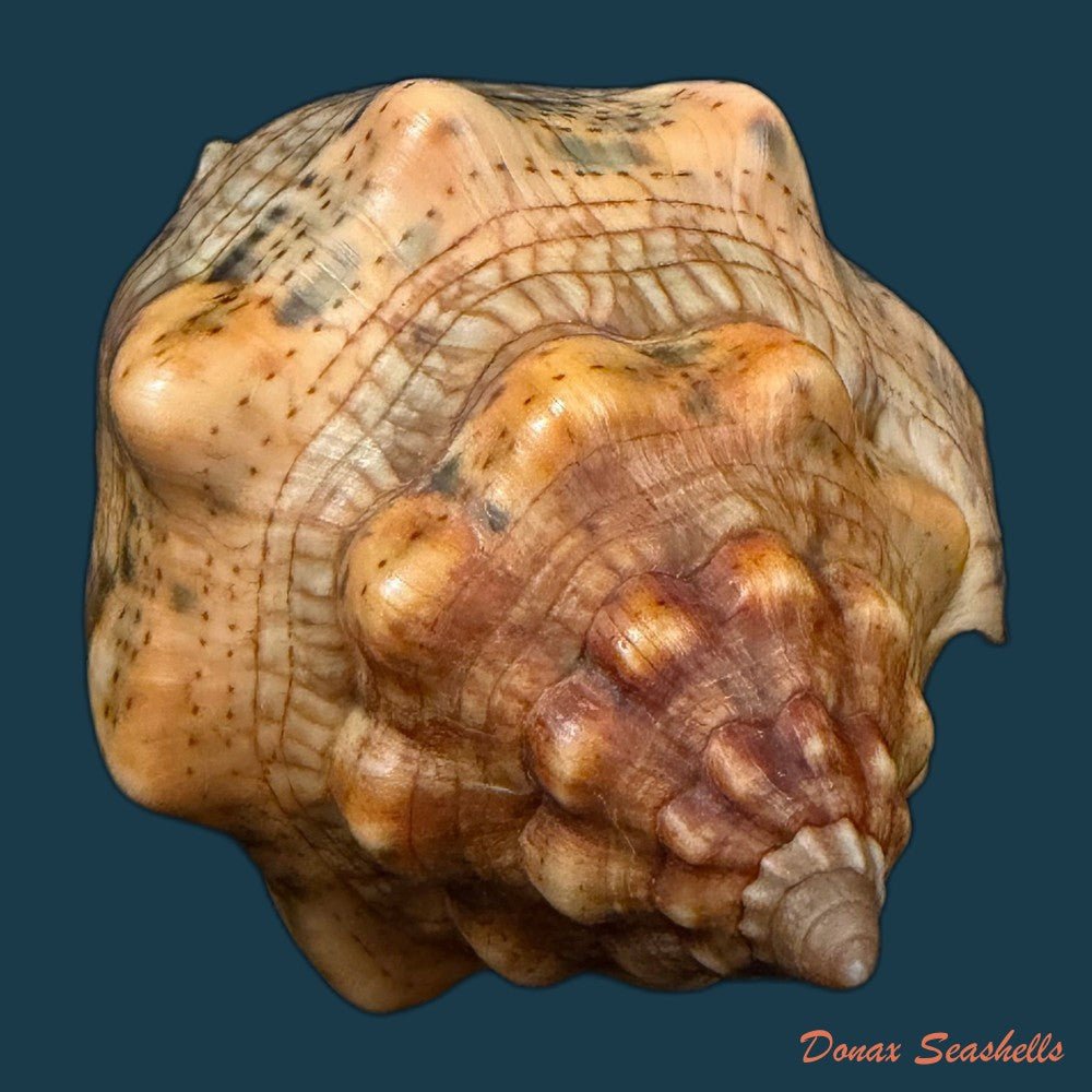 voluta-musica-laevigata-lamarck-1811-82-3mm-copia-1