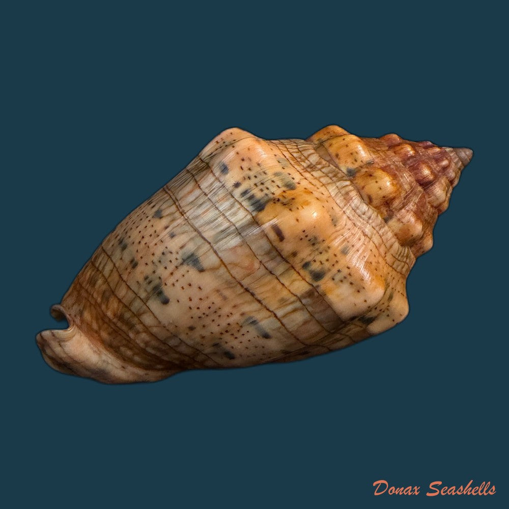 voluta-musica-laevigata-lamarck-1811-82-3mm-copia-1
