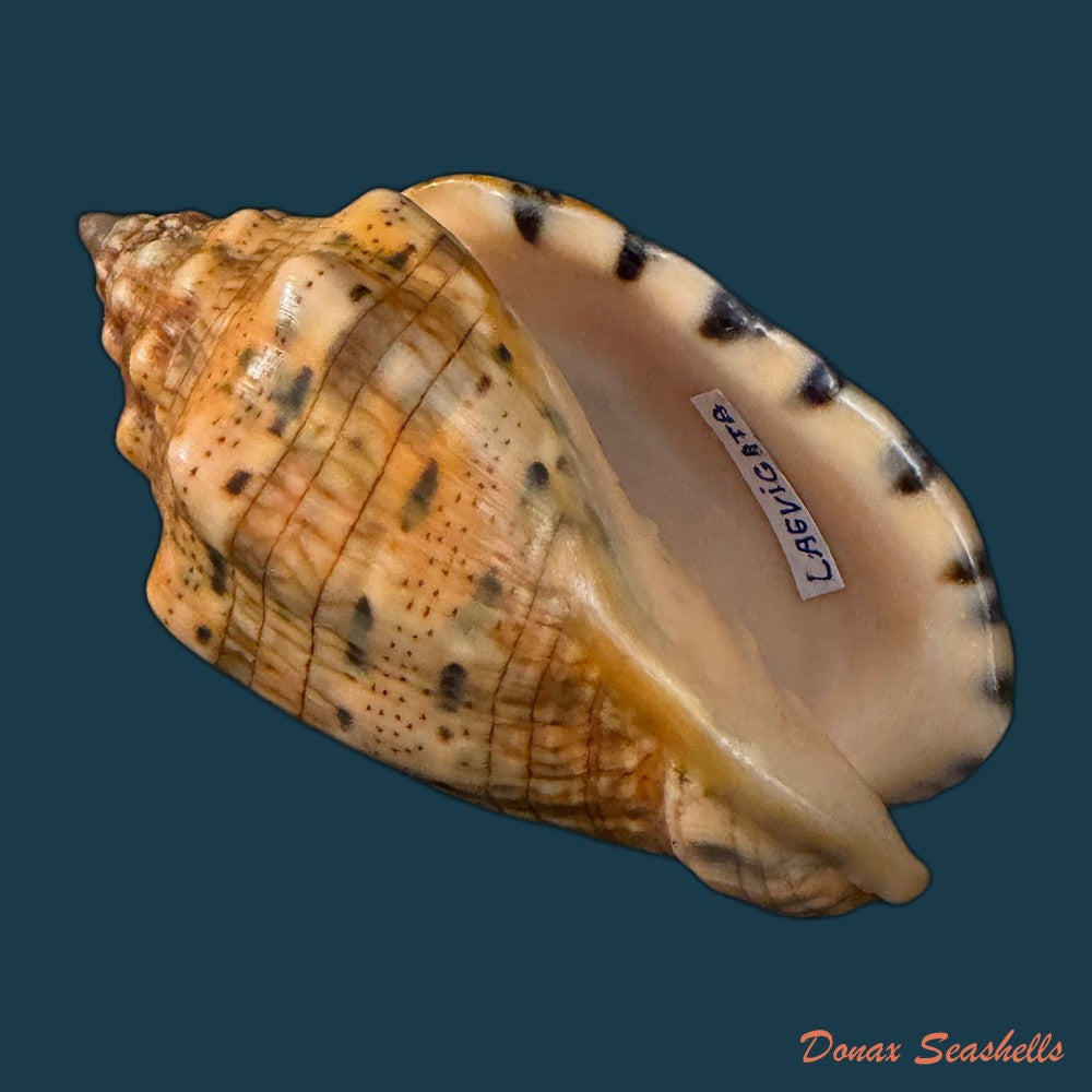 voluta-musica-laevigata-lamarck-1811-82-3mm-copia-1