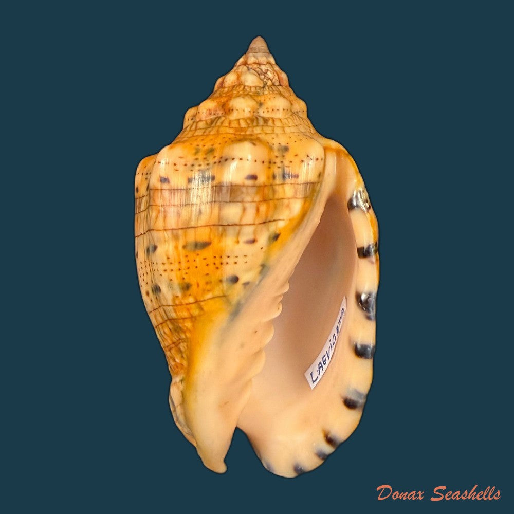 voluta-musica-laevigata-lamarck-1811-82-3mm-copia-1