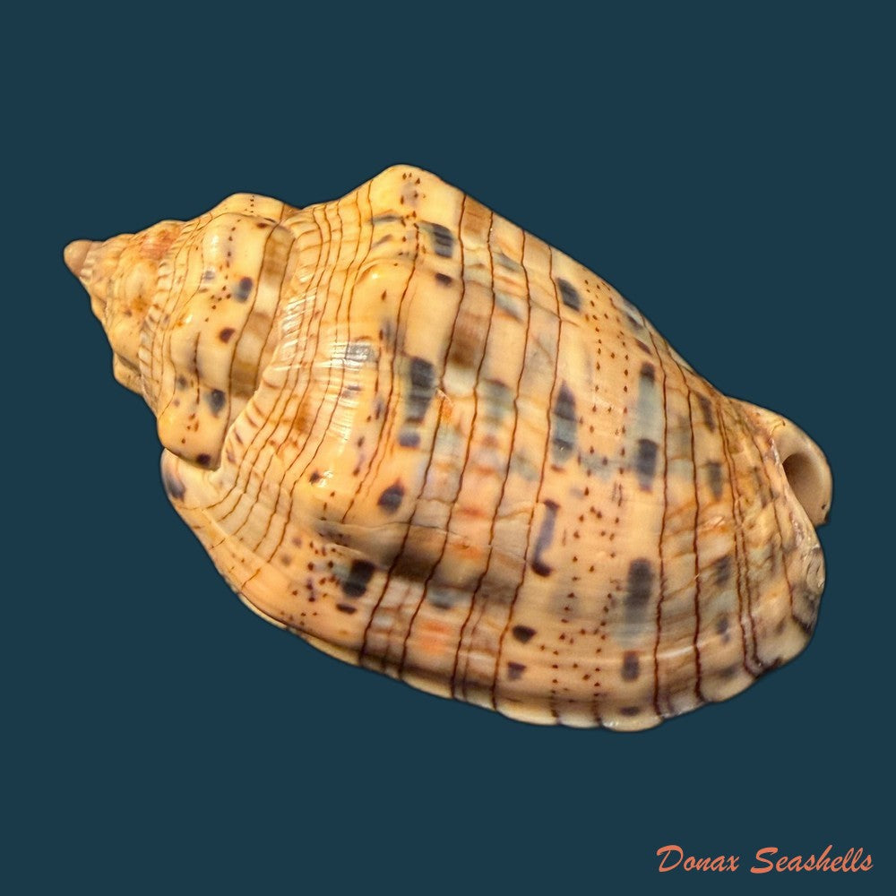 voluta-musica-laevigata-lamarck-1811-82-3mm-copia-2