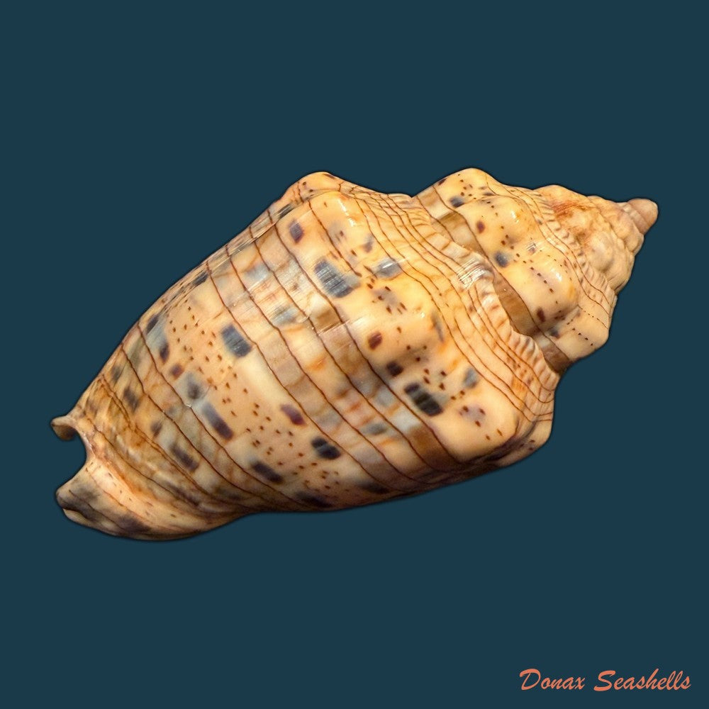 voluta-musica-laevigata-lamarck-1811-82-3mm-copia-2