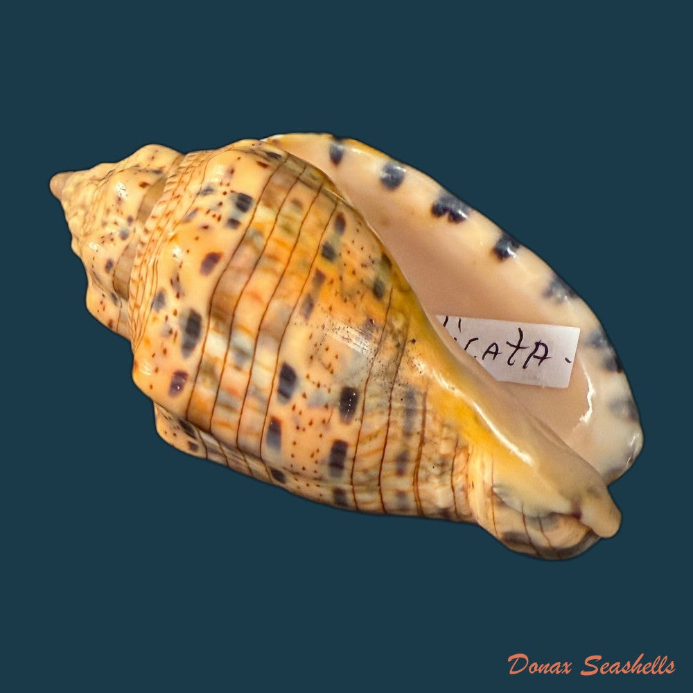 voluta-musica-laevigata-lamarck-1811-82-3mm-copia-2