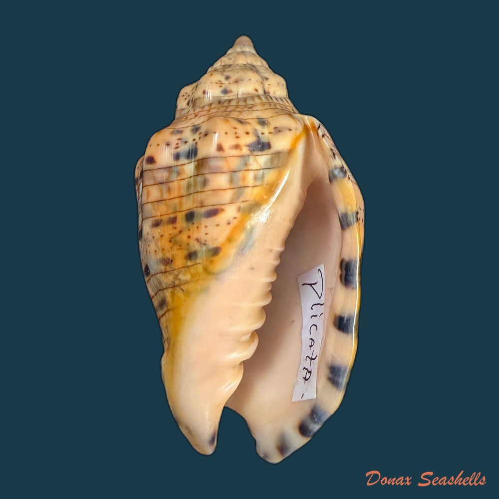 voluta-musica-laevigata-lamarck-1811-82-3mm-copia-2