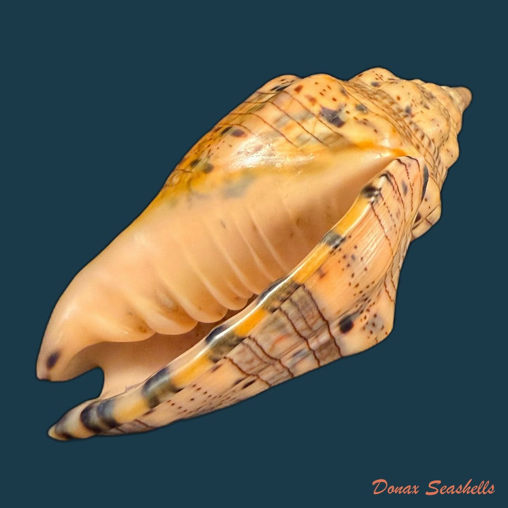 voluta-musica-laevigata-lamarck-1811-82-3mm-copia-2