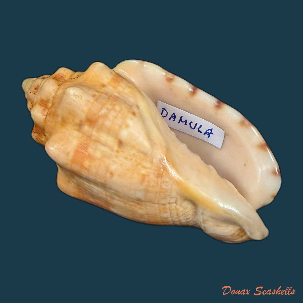 voluta-musica-laevigata-lamarck-1811-82-3mm-copia
