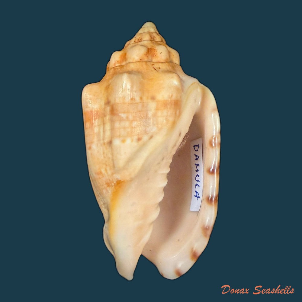 voluta-musica-laevigata-lamarck-1811-82-3mm-copia