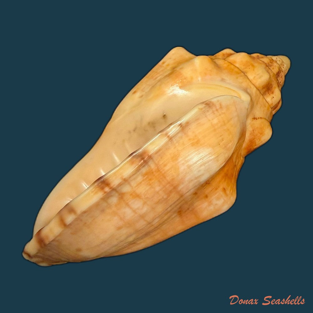 voluta-musica-laevigata-lamarck-1811-82-3mm-copia