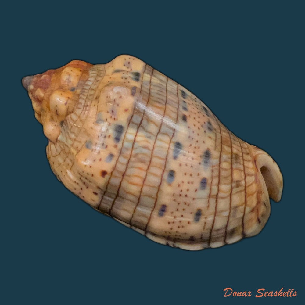 voluta-musica-linnaeus-1758-100-9mm-copia-1
