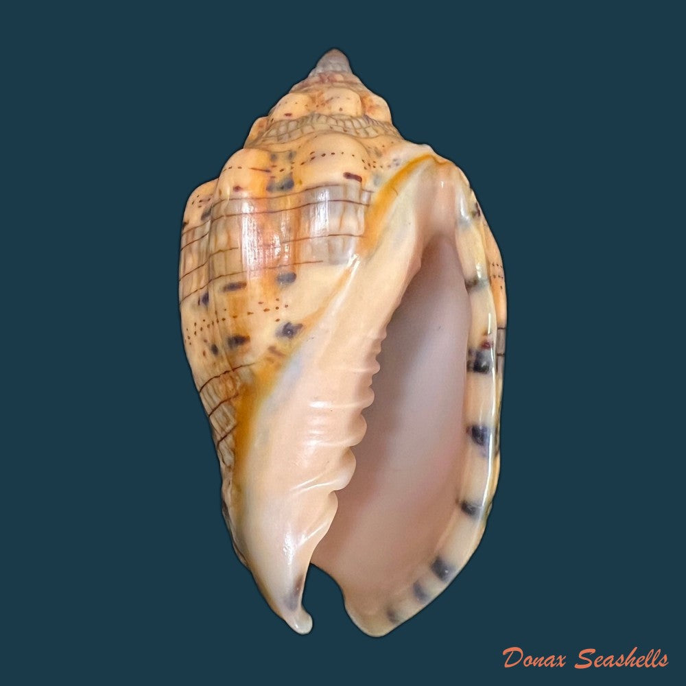 voluta-musica-linnaeus-1758-100-9mm-copia-1