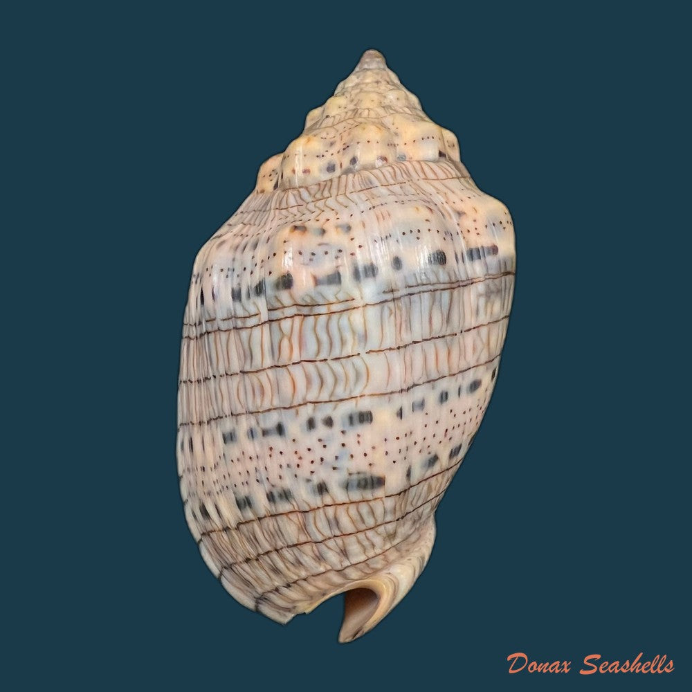 voluta-musica-linnaeus-1758-64-6mm-copia