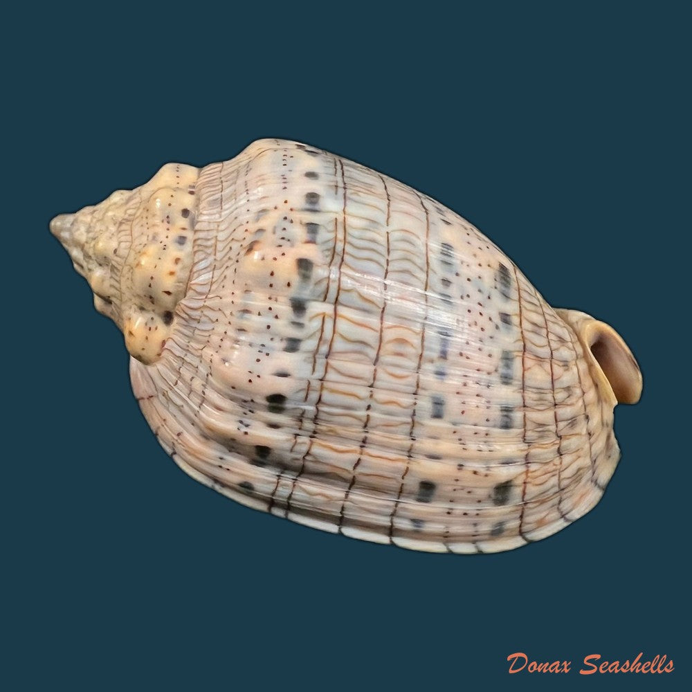 voluta-musica-linnaeus-1758-64-6mm-copia