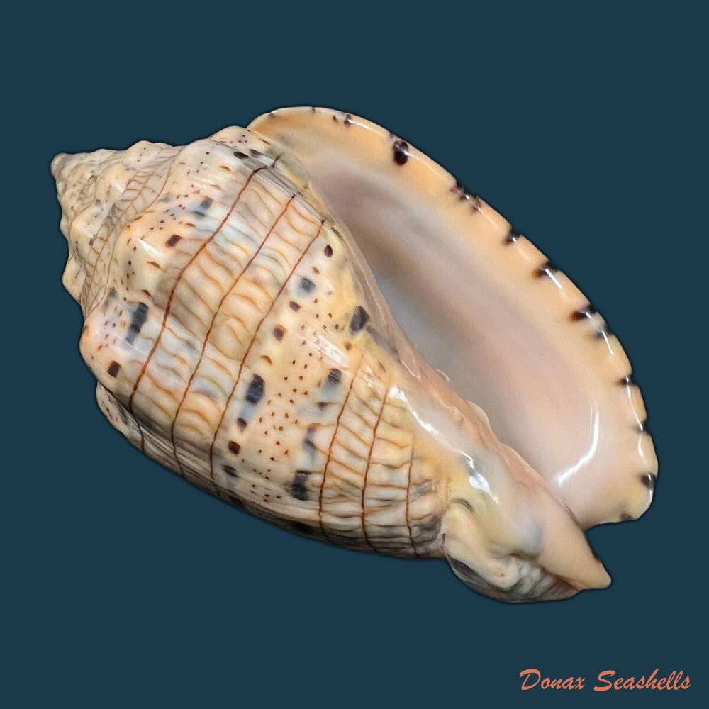 voluta-musica-linnaeus-1758-64-6mm-copia