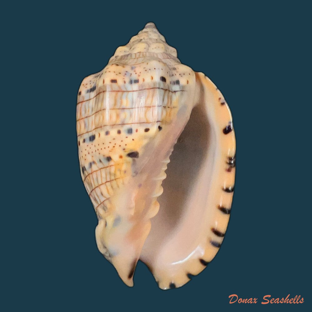 voluta-musica-linnaeus-1758-64-6mm-copia