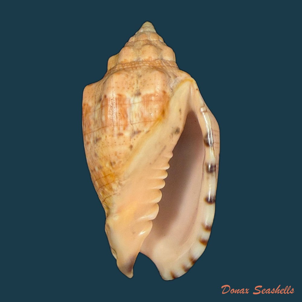 voluta-musica-linnaeus-1758-67-4mm-copia-1