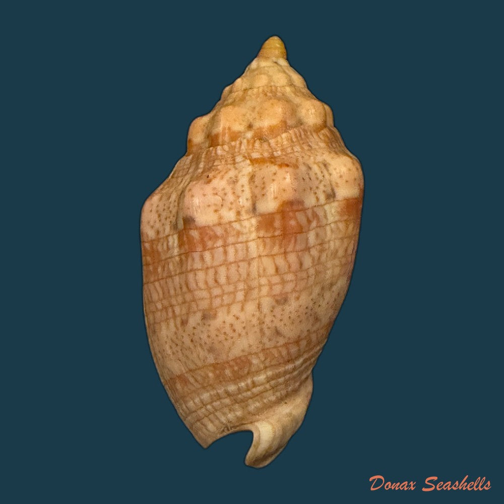 voluta-musica-linnaeus-1758-75-3mm-copia-1