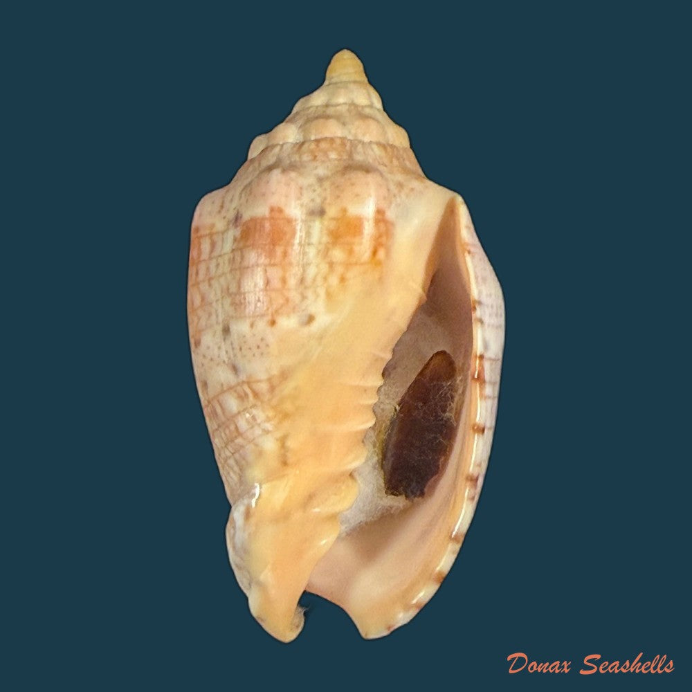 voluta-musica-linnaeus-1758-75-3mm-copia-1