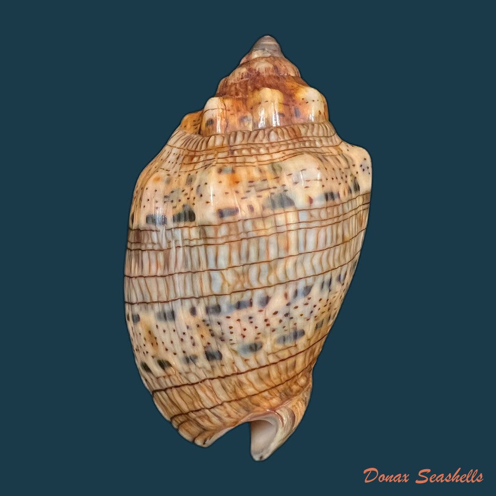 voluta-musica-linnaeus-1758-75-3mm-copia