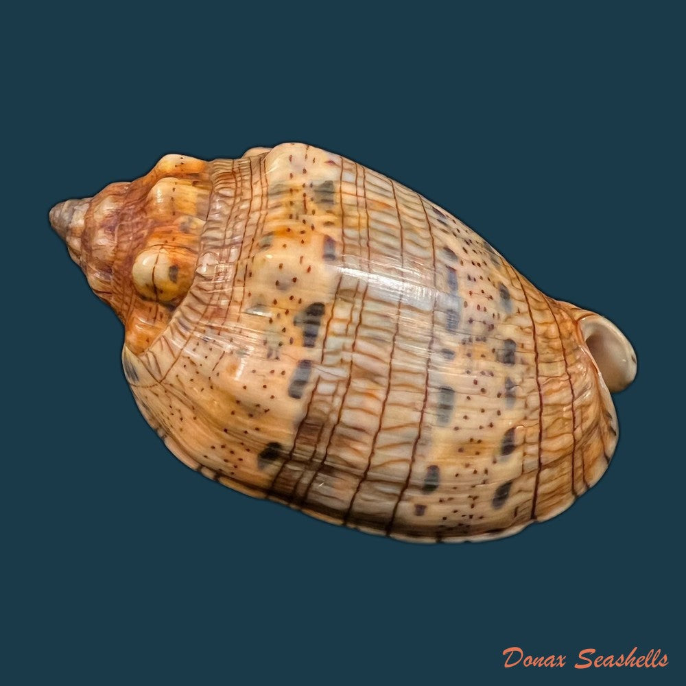 voluta-musica-linnaeus-1758-75-3mm-copia
