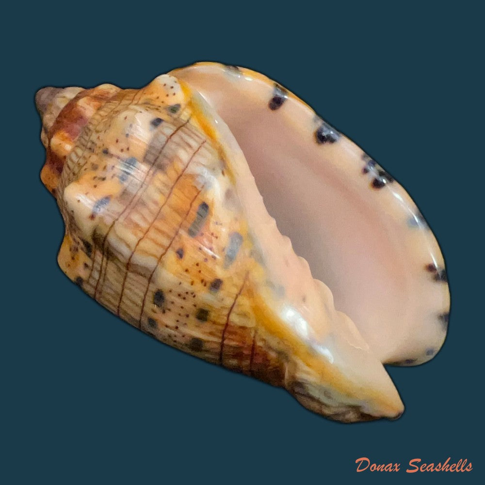 voluta-musica-linnaeus-1758-75-3mm-copia