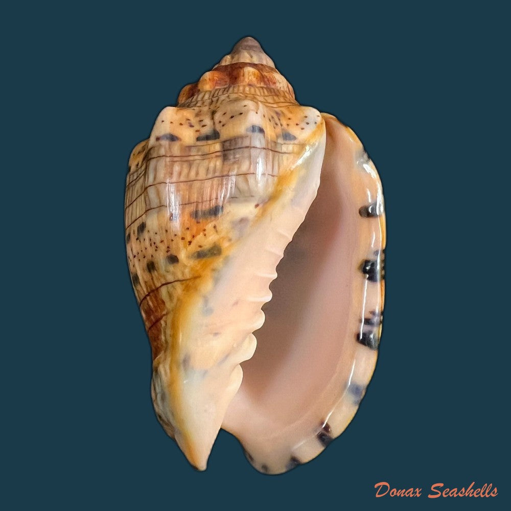 voluta-musica-linnaeus-1758-75-3mm-copia