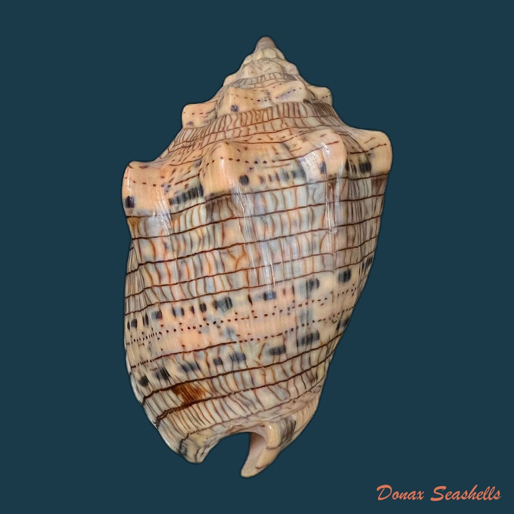 voluta-musica-linnaeus-1758-83mm-copia